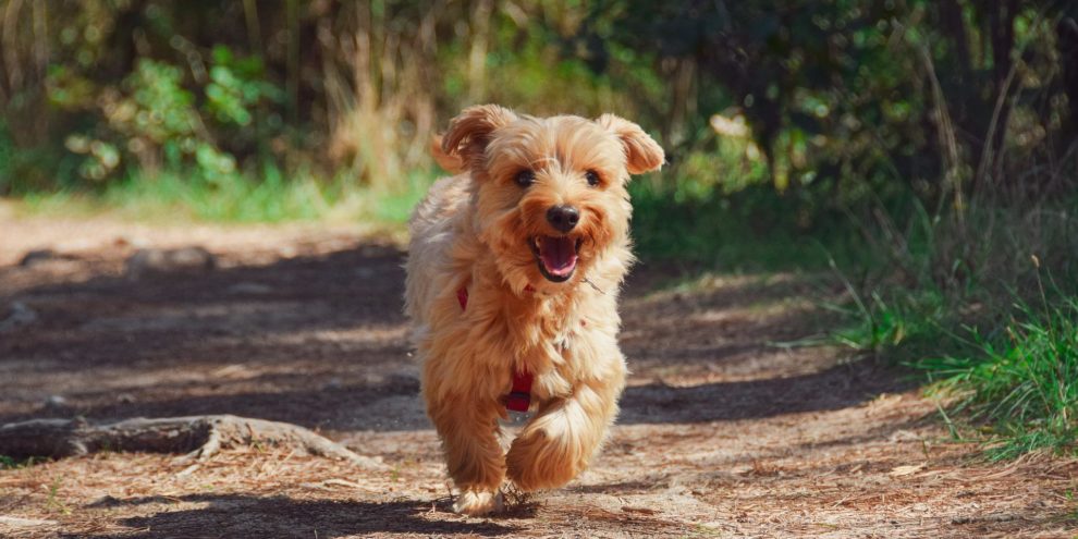 puppy-g60a9c5378_1920