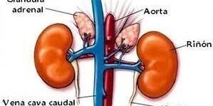 adrenales